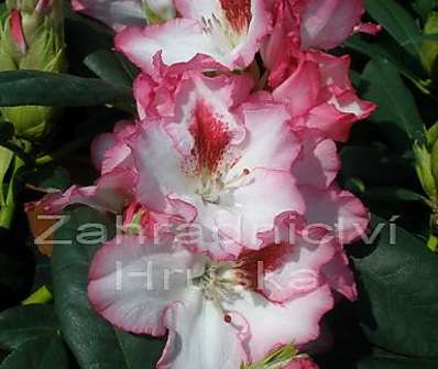 Rhododendron 'Hachmann’s Charmant'