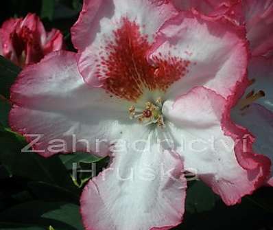 Rhododendron 'Hachmann’s Charmant'