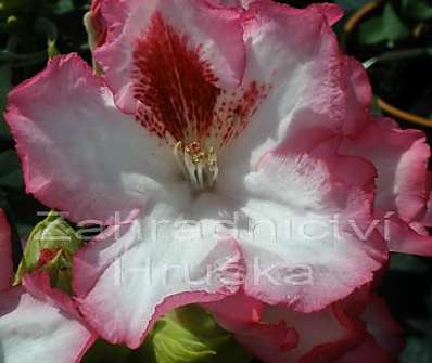 Rhododendron 'Hachmann’s Charmant'