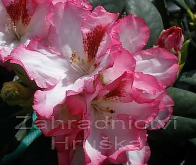 Rhododendron 'Hachmann’s Charmant'