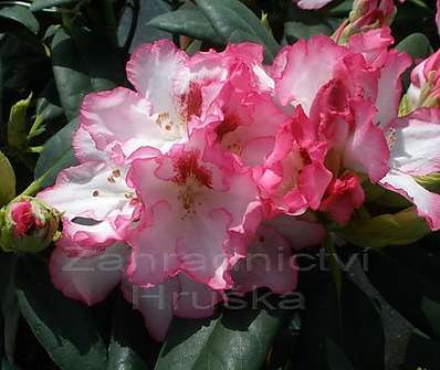 Rhododendron 'Hachmann’s Charmant'