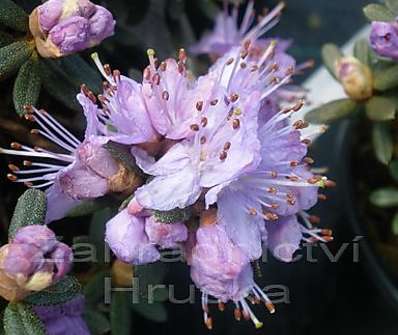 Rhododendron impeditum 'Saint Merryn'