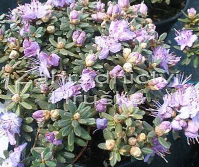 Rhododendron impeditum 'Saint Merryn'