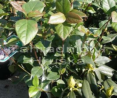 kalina - Viburnum tinus 'Purpureum'
