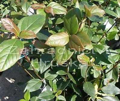 kalina - Viburnum tinus 'Purpureum'