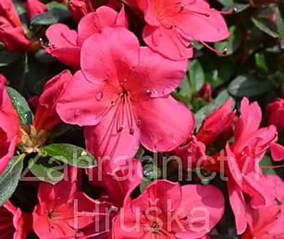 Azalea japonica 'Arabesk'