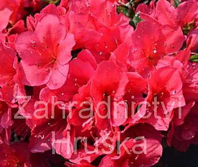 Azalea japonica 'Arabesk'