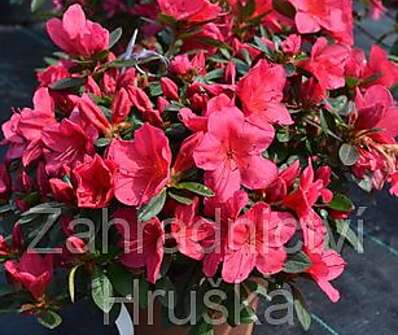 Azalea japonica 'Arabesk'