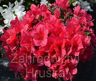 Azalea japonica 'Arabesk'