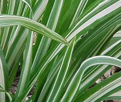 ozdobnice - Miscanthus sinensis 'Cabaret'