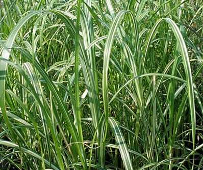 ozdobnice - Miscanthus sinensis 'Cabaret'