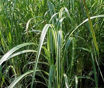 ozdobnice - Miscanthus sinensis 'Cabaret'