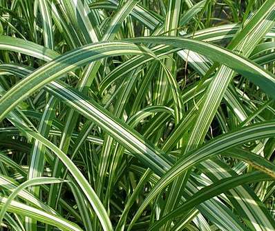 ozdobnice - Miscanthus sinensis 'Cabaret'