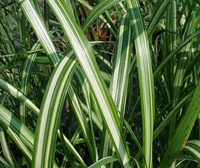 ozdobnice - Miscanthus sinensis 'Cabaret'