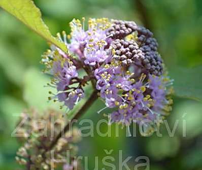 krásnoplodka - Callicarpa bodinieri giraldii