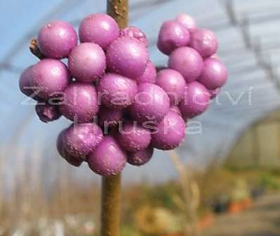 krásnoplodka - Callicarpa bodinieri giraldii