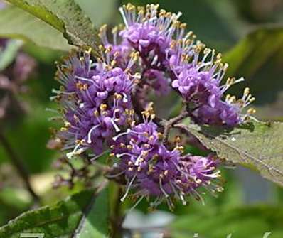 krásnoplodka - Callicarpa bodinieri giraldii