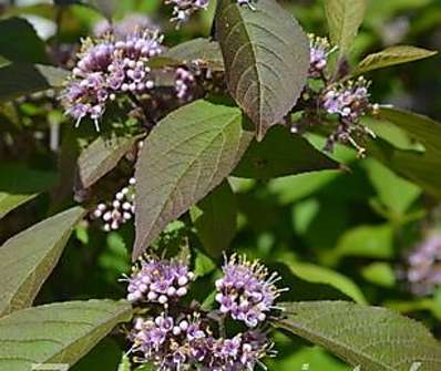 krásnoplodka - Callicarpa bodinieri giraldii