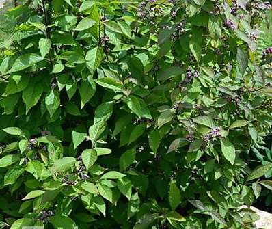 krásnoplodka - Callicarpa bodinieri giraldii