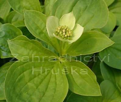 svída - Cornus canadensis
