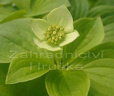 svída - Cornus canadensis