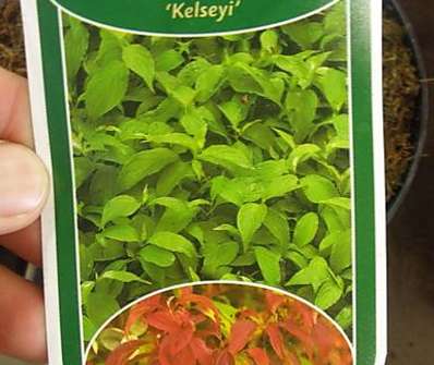 svída - Cornus stolonifera 'Kelsey's Dwarf'