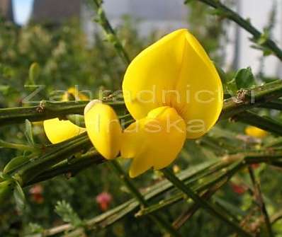 čilimník - Cytisus 'Golden Tears'