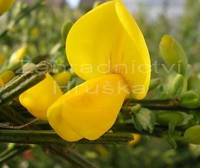 čilimník - Cytisus 'Golden Tears'