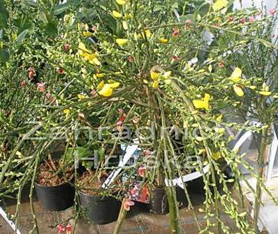 čilimník - Cytisus 'Golden Tears'