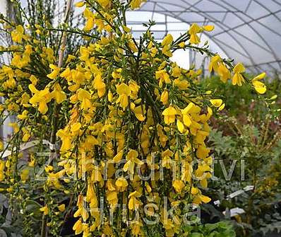 čilimník - Cytisus 'Golden Tears'