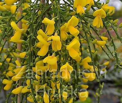 čilimník - Cytisus 'Golden Tears'