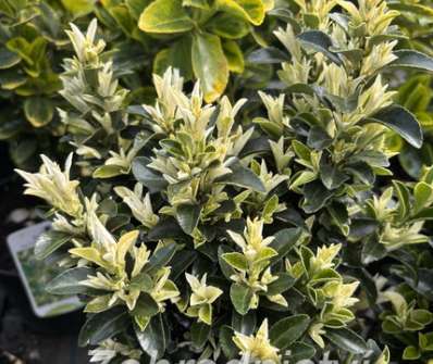 brslen - Euonymus japonicus 'Paloma Blanka'