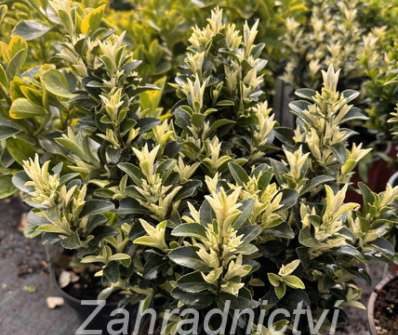 brslen - Euonymus japonicus 'Paloma Blanka'