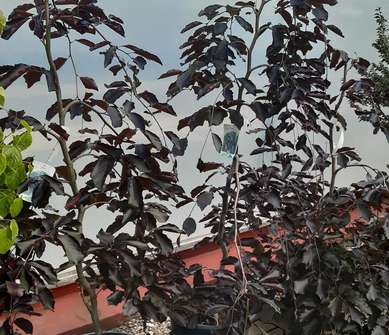 buk - Fagus sylvatica 'Purpurea Pendula'