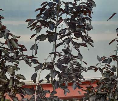 buk - Fagus sylvatica 'Purpurea Pendula'