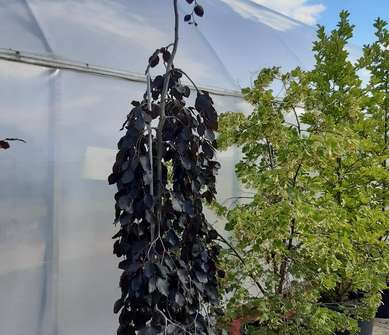 buk - Fagus sylvatica 'Purpurea Pendula'