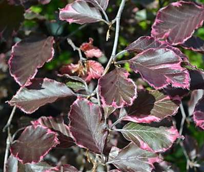 buk - Fagus sylvatica 'Purpurea Tricolor'