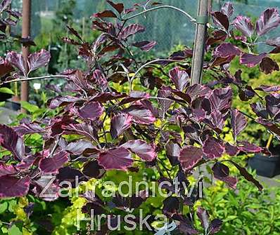 buk - Fagus sylvatica 'Purpurea Tricolor'