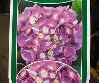 hortenzie - Hydrangea macrophylla 'Blaumeise'