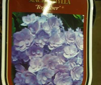 hortenzie - Hydrangea macrophylla 'Together'