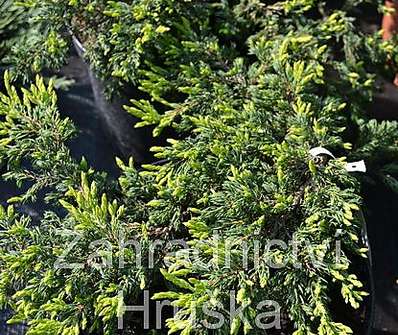 jalovec - Juniperus communis 'Goldschatz'