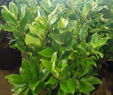 ptačí zob - Ligustrum japonicum 'Texanum'