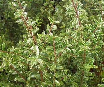 zimolez - Lonicera nitida 'Silver Beauty'