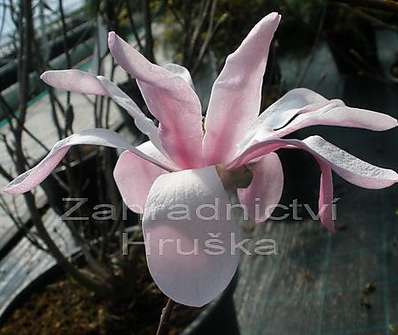 šácholan - Magnolia loebneri 'Leonard Messel'