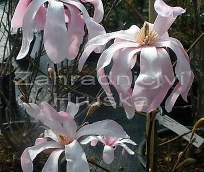 šácholan - Magnolia loebneri 'Leonard Messel'