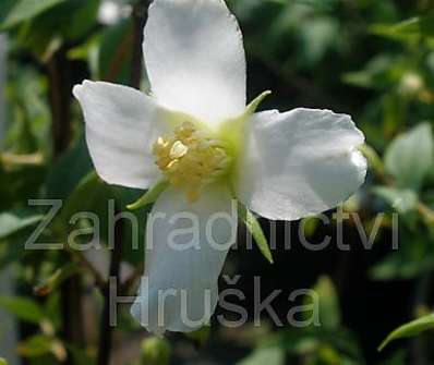 pustoryl - Philadelphus coronarius 'Erectus'
