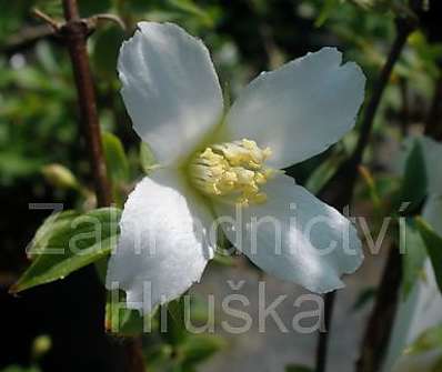 pustoryl - Philadelphus coronarius 'Erectus'