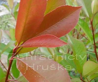 blýskavka - Photinia fraseri 'Little Red Robin'