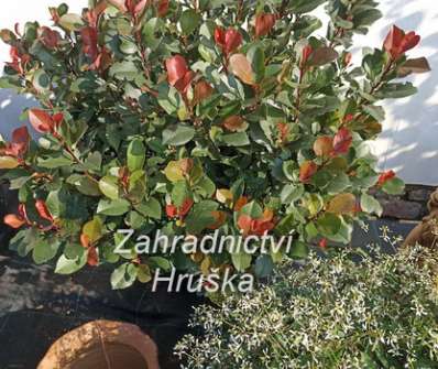 blýskavka - Photinia fraseri 'Little Red Robin'