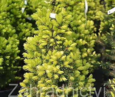 smrk - Picea glauca 'J.W.Daisy's White'